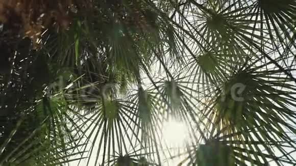 棕榈叶在阳光下阳光透过棕榈叶照射视频的预览图