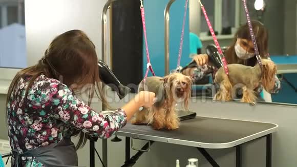 兽医用吹风机把狗头发擦干给约克郡梗梳头视频的预览图