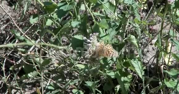 蝴蝶贝母得到一些太阳视频的预览图