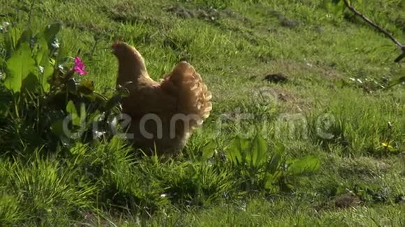 草地上的一只鸡视频的预览图