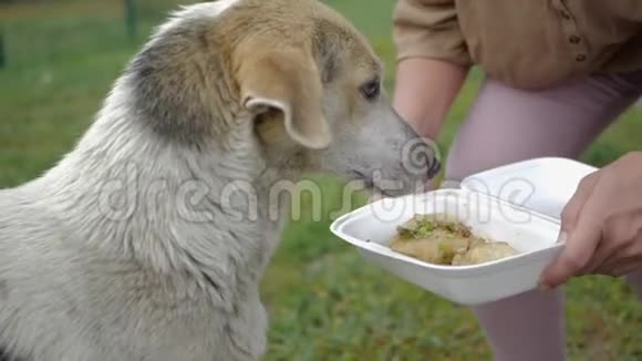 一个女人用一次性托盘慢慢喂一只大狗吃肉视频的预览图