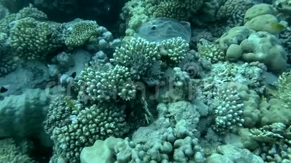 塑料袋漂浮在美丽的珊瑚礁附近紧贴着他被海浪捡起飘得更远视频的预览图