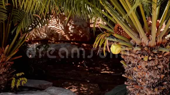 有人发现黄苹果挂在棕榈树上视频的预览图