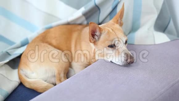 悲伤孤独的狗躺在家里的沙发上狗在等主人工作赤犬吉娃娃带着悲伤的表情视频的预览图