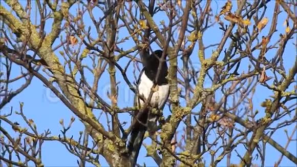 英国鹊鸟栖息在树上视频的预览图
