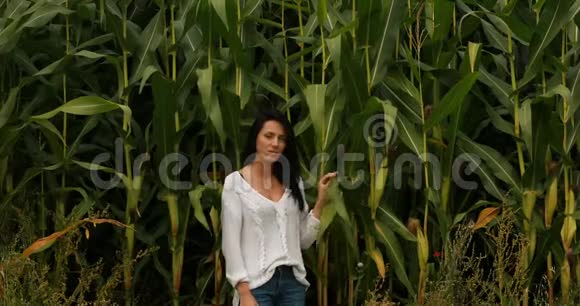 女孩在高玉米植物领域视频的预览图