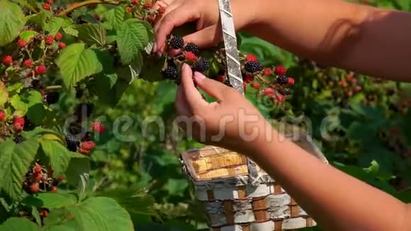女人的手在篮子里采摘成熟的黑莓视频的预览图