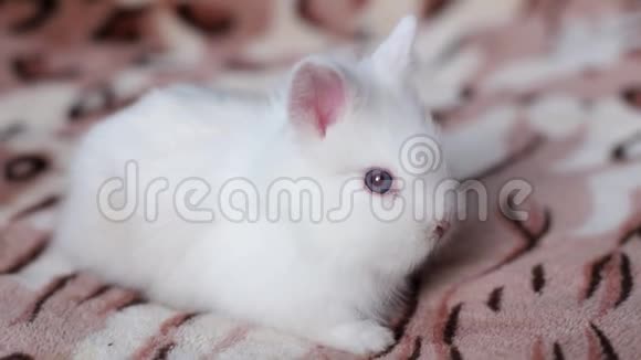 有趣的白兔睡在床上的毯子上视频的预览图