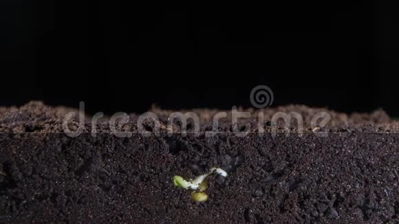 从一小粒豌豆植物的绿芽生长植物的地下根新的叶子时间间隔视频的预览图