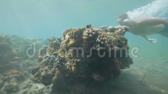 带着面具的游客正在水下游泳看着海底的珊瑚礁热带度假概念视频的预览图