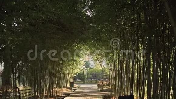 在一个阳光明媚的日子里公园里有带长凳的竹巷视频的预览图