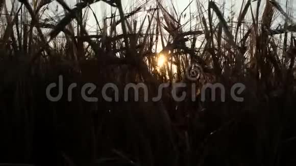 日落时的麦田太阳阳光透过茎视频的预览图