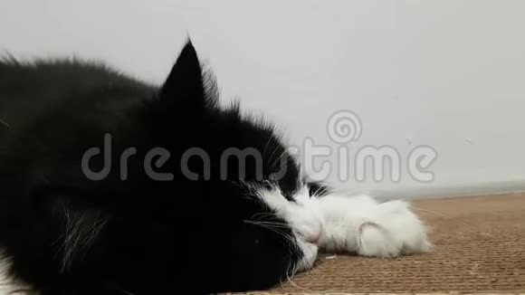 一只黑色蓬松的大猫抚摸着一个新的纸板刮痕柱执照猫玩具与猫的气味视频的预览图
