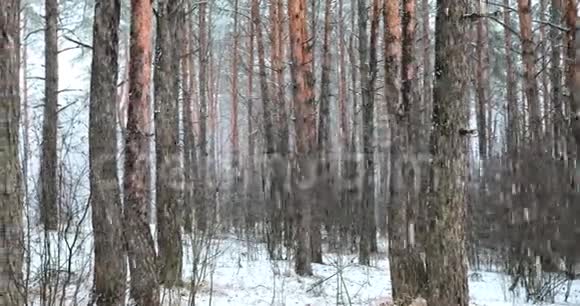 冬季降雪暴雪森林公园全景运动多雪的针叶林展开图视频的预览图