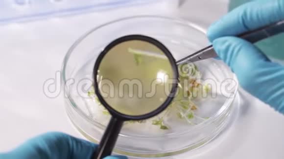 一位科学家正在对农业植物的种子进行遗传实验在放大镜下观察种子视频的预览图
