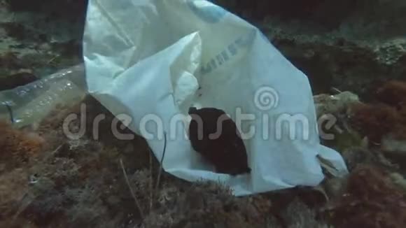 塑料污染欧洲地中海海床上一只白色塑料袋上的裸鳃海兔海兔视频的预览图