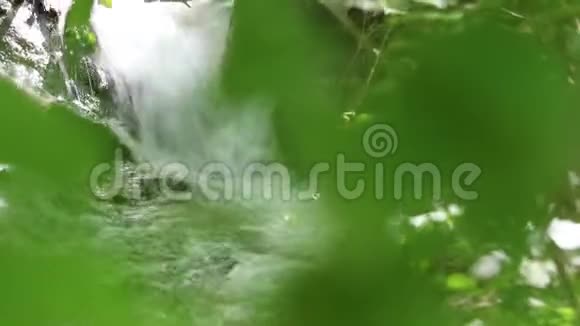 感动的树叶和溪流视频的预览图