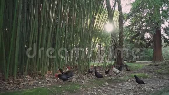 总平面图装饰鸡在竹子附近的草地上放牧阳光透过竹筒美丽地窥视视频的预览图