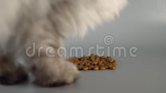 毛茸茸的毛茸茸的灰色波斯猫嗅着洒满干粮的味道视频的预览图