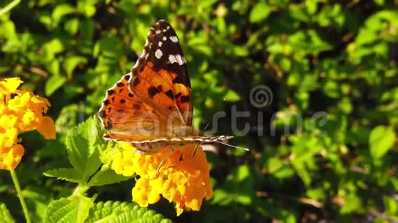 彩女蝴蝶在花兰花上的慢动作视频的预览图