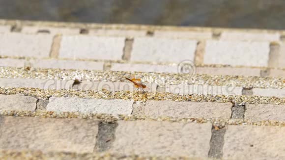一只蜻蜓栖息在石头地板上视频的预览图