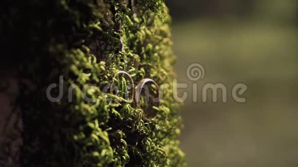 在厚厚的绿色苔藓上拍摄两枚金色结婚戒指视频的预览图