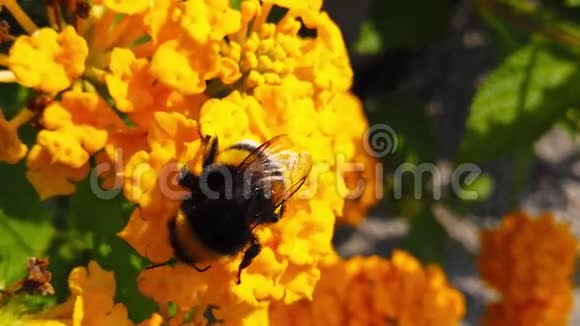 大黄蜂在马兰花上的慢动作视频的预览图