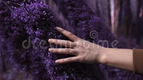 紫罗兰童话森林雌性手在特写镜头中触摸树干上卷曲的紫色苔藓幻想虚幻童话视频的预览图