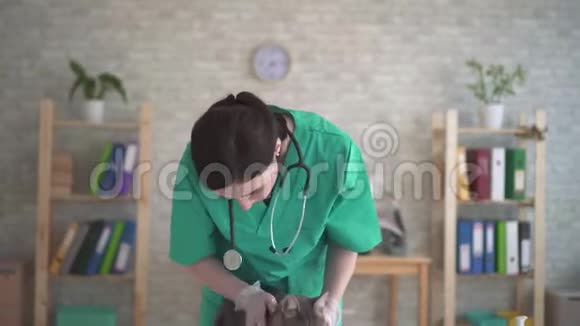 女兽医检查猫耳朵视频的预览图