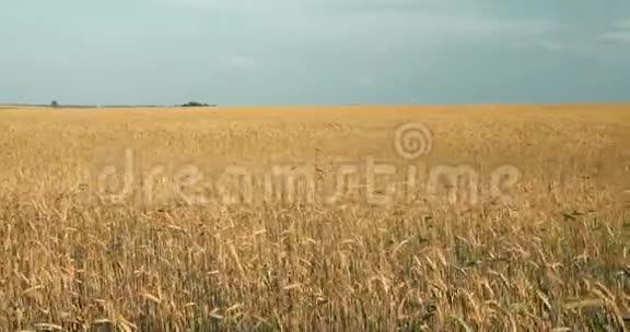 阳光明媚的夏日小麦田的乡村景观六月的月份潘全景视频的预览图
