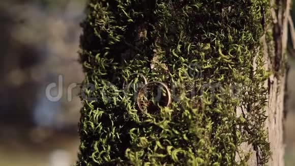 金色的结婚戒指在长满青苔的树干上视频的预览图
