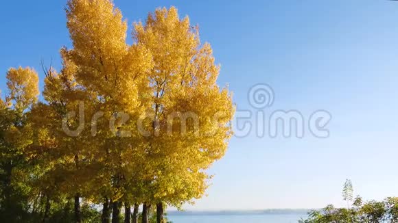 河岸上的黄秋树视频的预览图