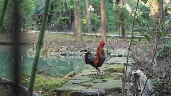 美丽的棕色装饰公鸡站在池塘边美丽的公园里有一条黑色的尾巴视频的预览图