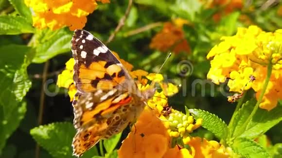 彩蝶女在花兰花上慢动作视频的预览图