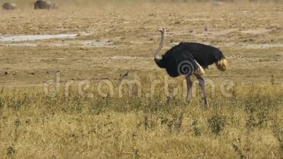 安博塞利国家公园一只正在觅食的鸵鸟走到左边视频的预览图