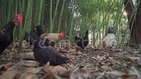 鸡在竹林里的枯叶中寻找食物视频的预览图