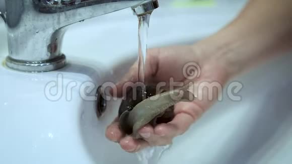 视频阿查蒂娜蜗牛洗澡在水中视频的预览图