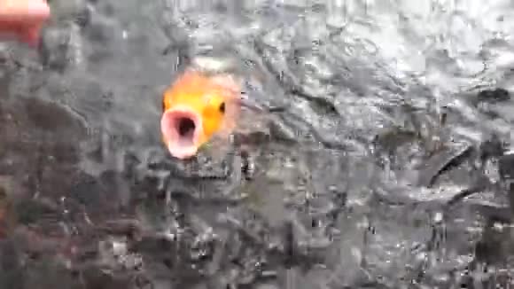 在池塘里慢动作地喂一条巨大的橙色鱼和面包视频的预览图
