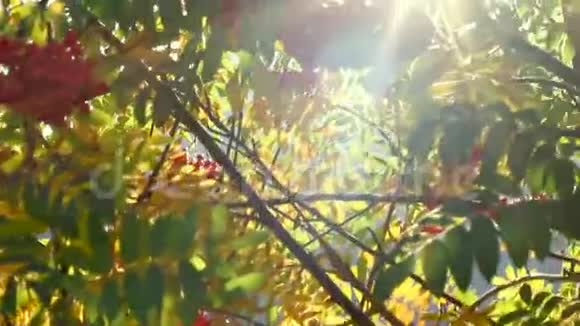 阳光透过绿黄相间的罗旺莓树枝和树叶夕阳下的秋天花园美丽视频的预览图