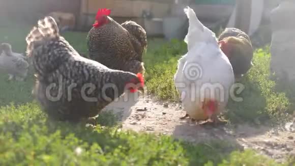 在阳光明媚的日子里家里农场里的鸡在青草上吃草视频的预览图
