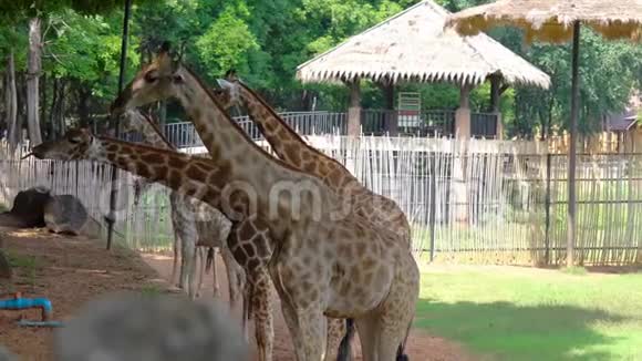 非洲大草原或长颈鹿从游客那里吃香蕉和长豆角视频的预览图