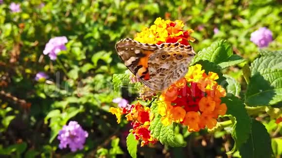彩蝶花在花兰花上慢动作视频的预览图