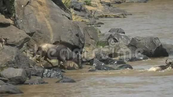 肯尼亚马赛马拉游戏保护区60p角虫进入马拉河视频的预览图