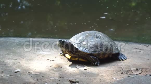 动物园地上的安戈诺卡或犁铧乌龟特写镜头视频的预览图