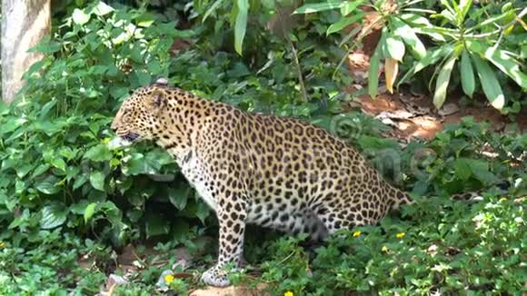 豹子在动物园的丛林里散步动物视频的预览图