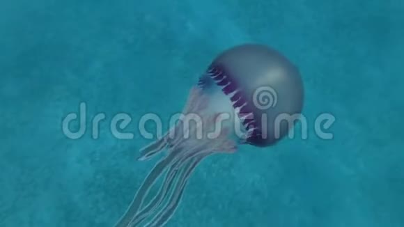 少年鱼和紫色水母一起游泳指导着她的动作守护着她紫色水母视频的预览图