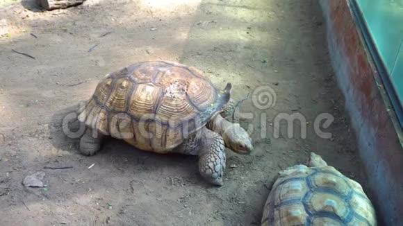 动物园地上的安戈诺卡或普洛共享乌龟特写视频的预览图