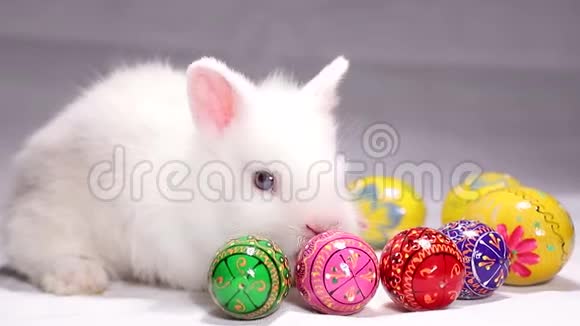 带复活节彩蛋的小兔子视频的预览图