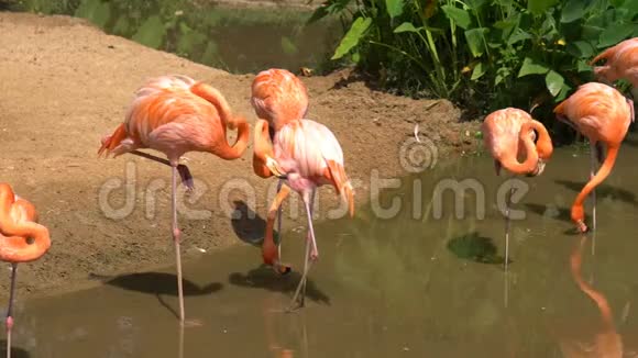 一群粉红色的火烈鸟站着寻找食物和行走视频的预览图