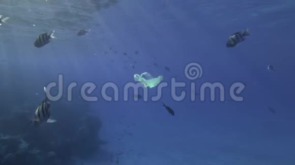 慢动作黄色的塑料袋在阳光下的蓝色水中随着热带鱼在水面下的学校慢慢游泳塑料污染视频的预览图
